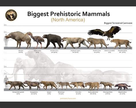 Biggest Prehistoric Mammals Of Na Carnivore Poster Prehistoric