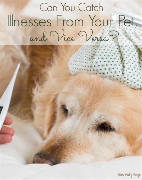 Can You Catch Illnesses From Your Pet And Vice Versa Miss Molly Says