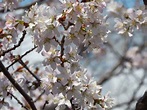 2019年4月25日（木）～2019年5月1日（水）寒地土木研究所「千島桜」一般公開A