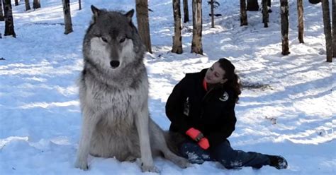This enormous wolf approaches a woman in the woods, but watch his next