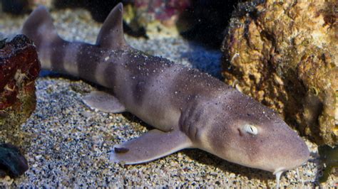Scientists Document Longest Ever Case Of Sperm Storage In Sharks