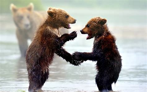 Two Cute Bear Cubs Hd Wallpaper Background Image