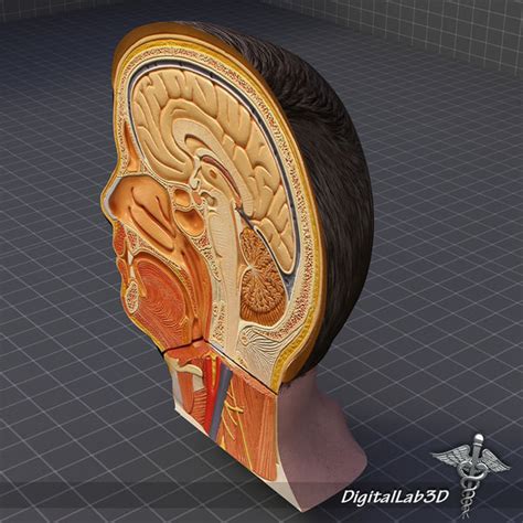3d Model Human Head Anatomy
