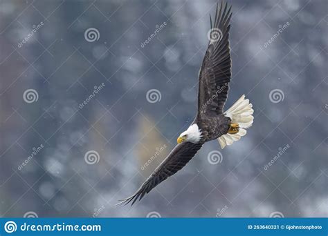 Bald Eagle Soaring With Wings Spread Wide Stock Image Image Of