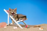 beach chair kitty