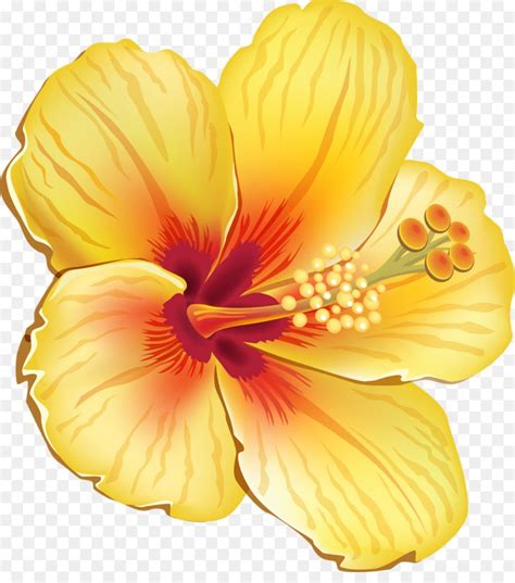 Hawaiian Hibiscus Shoeblackplant Flower Clip Art Tropical Flower