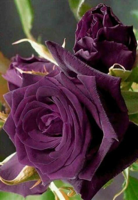 Beautiful Purple Rose Rose Seeds Purple Roses Dark Purple Roses