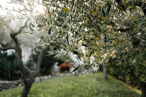 How To Grow An Olive Tree