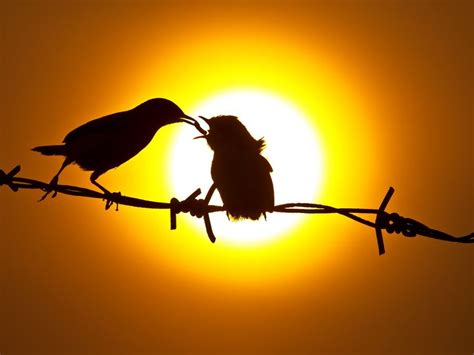 30 Spectacular Silhouette Photos Stuffmakesmehappy