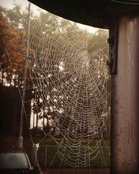 Huge Spiders When September Ends Spider Web Saw Mists Autumn