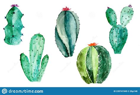 Watercolor Cactus Set On White Botanic Illustration Of Succulent And
