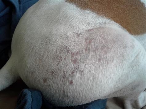 Pit Bull With Unknown Skin Problems Help