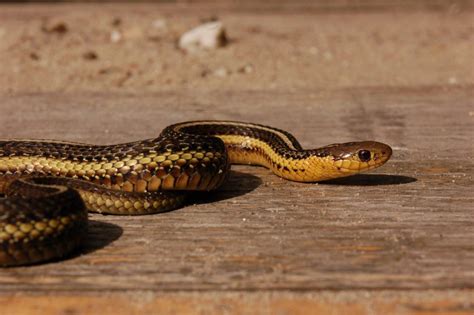 Thamnophis Butleri Steven Bol Garter Snakes