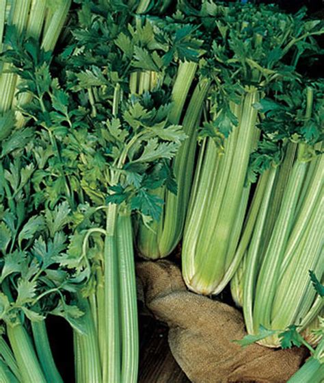 Celery Tall Utah 52 70r Improved Celery Seeds Non Gmo Etsy