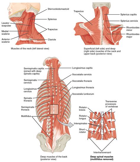 The head consists of two parts: The top left panel shows a lateral view of the muscles of the neck, and the bottom left panel ...
