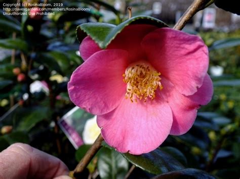 plantfiles pictures hybrid camellia koto no kaori camellia by palmbob