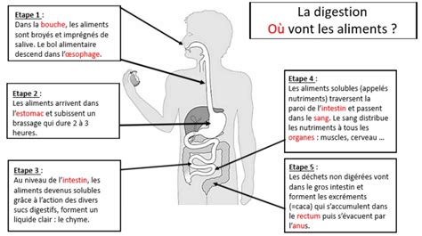 Les étapes De La Digestion Transformation Des Aliments En Nutriments