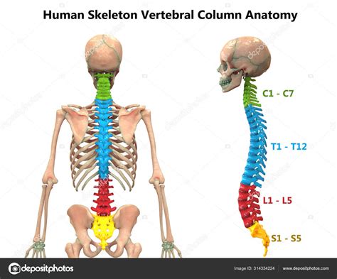 Illustration Vertebral Column Human Skeleton System Anatomy Stock Photo