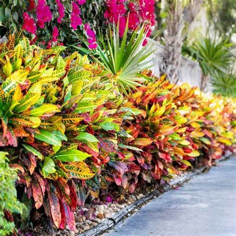 Croton Plant Florida Landscaping Plants Crotons Plants