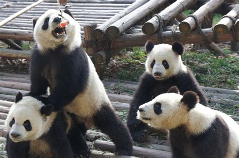 Love Panda Vacation Chengdu Panda Base 19