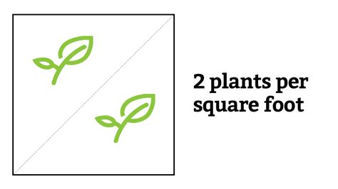 The number of plants you can grow per square foot will largely depend on how big your growing area is. Square Foot Garden Spacing: What You Need To Know To Succeed