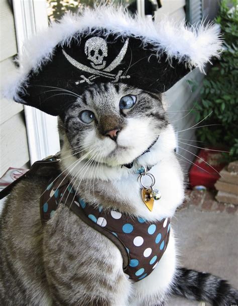 Spangles Cross Eyed Cat Pillages Facebook In Pirate Outfit Photo
