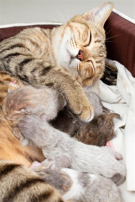 El Gato De La Madre Está Cuidando El Gatito Recién Nacido Foto De