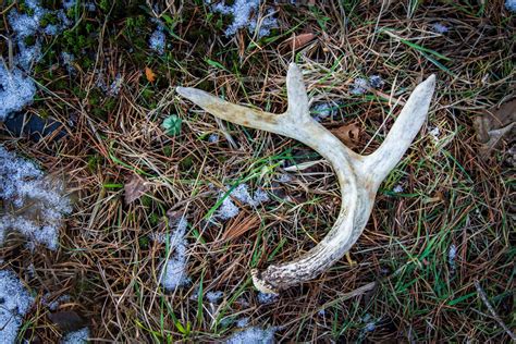 does shed antler hunting need to be regulated in canada the hunter conservationist with mark