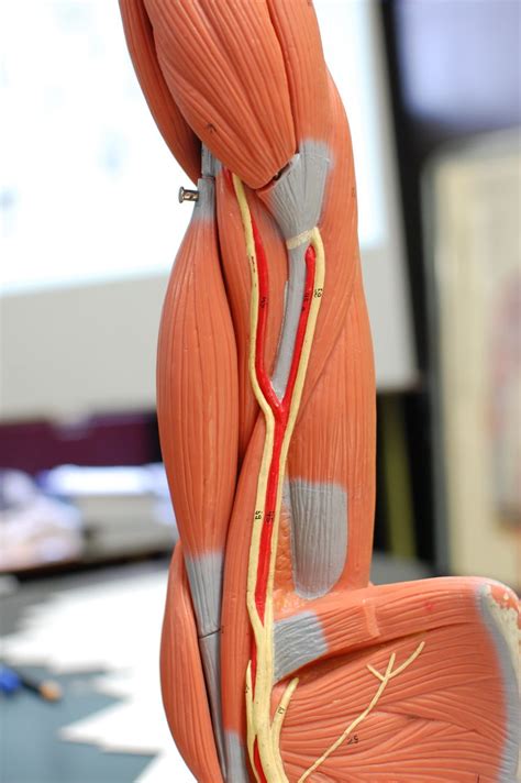 The brachialis muscle lies deep to the biceps brachii, and is found more distally than the other muscles of the arm. Human Anatomy Lab: Muscles of the Arm