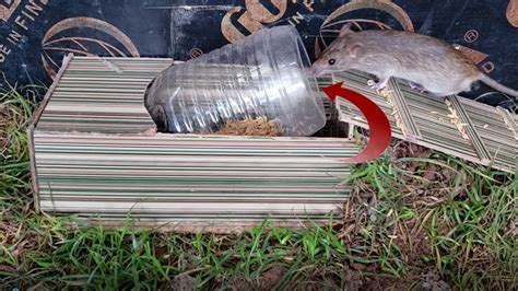 How To Make Easy Mouse Trap Using Bottle Diy Mouserat Trap Youtube