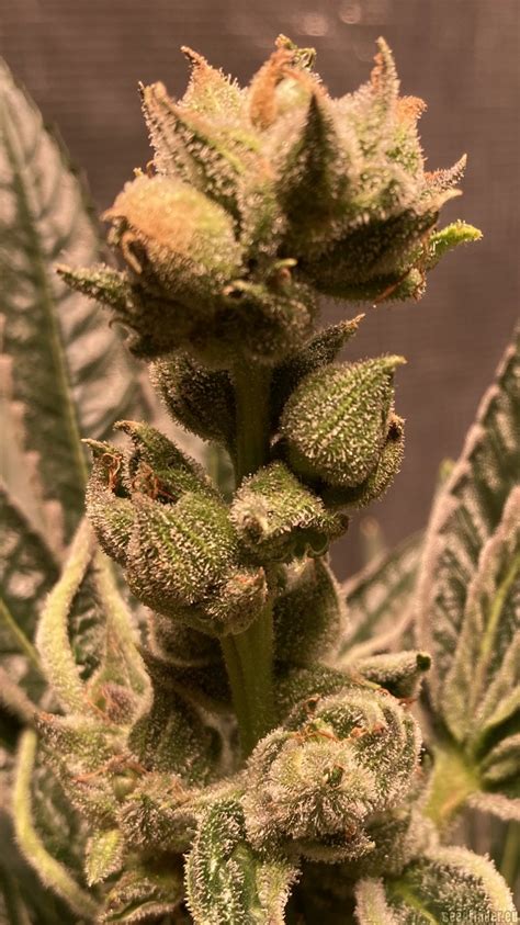 Flomints Von Seattle Chronic Seeds Cannabis Sorten Infos