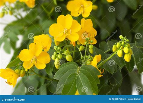 Senna Cassia Corymbosa Flowers Closeup Stock Image Image Of Vivid Botanical 120857065