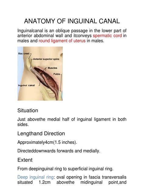 Anatomy Of Inguinal Canal Pdf Musculoskeletal System Abdomen