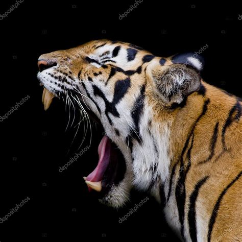 Tiger Side View Roar