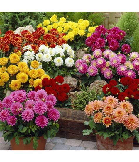With melbourne fresh flowers, ordering a spring flower bouquet delivery is as smooth and rewarding as a day out at the spa! Winter Flower Seeds 7 Variety Combo: Buy Winter Flower ...