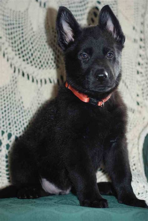 Black German Shepherd Puppies Illinois German Shepherd Puppies For Sale Ottawa Il 309029