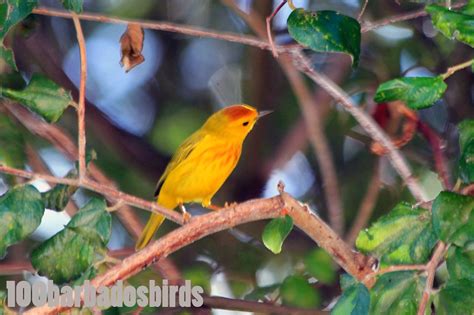 Birds Of Barbados Yellow Warbler Dendroica Petechia