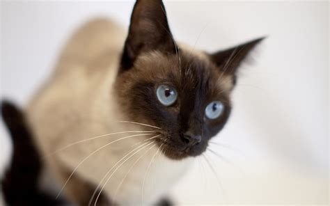Chocolate Point Siamese Cats Discover Their Unique Charm