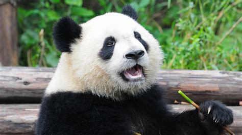 Why Are Giant Pandas Endangered Panda Bear Facts And Information