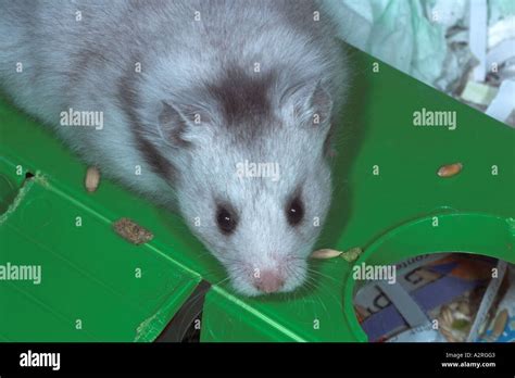 Female Silver Grey Longhaired Syrian Hamster Stock Photo Alamy