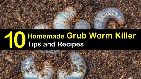 Killing Grub Worms Naturally 10 Homemade Grub Worm Killer Tips