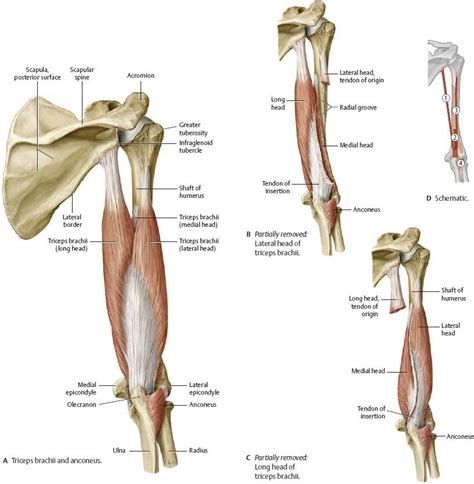 Pin Su Anatomy Diagrams