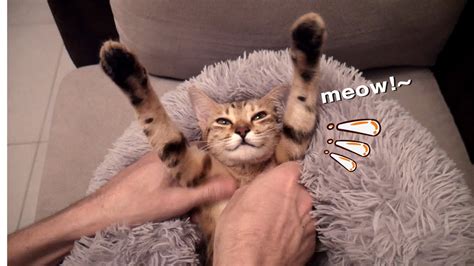 Cutest Cat Demands Armpit Scratches And Bellyrubs 🔊vol Up Youtube