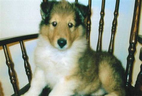 Purebred Lassie Collie Puppies For Sale In Saskatoon Saskatchewan