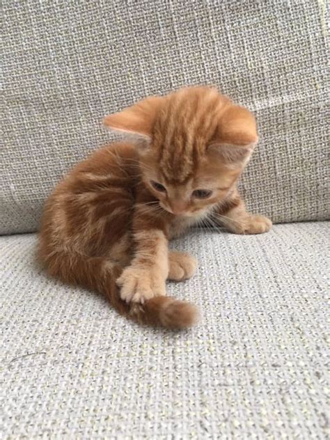 Best 25 Ginger Kitten Ideas On Pinterest Cute Kittens