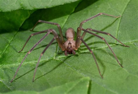 Brown Recluse Spider Loxosceles Reclusa Glenlivet Wildlife