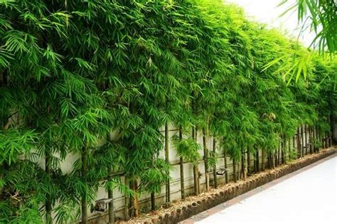 18 Best Bamboo For A Hedge How To Maintain It