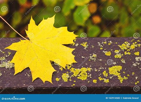 Gold Colored Autumn Leaf On Wood Stock Photo Image Of Multi Change