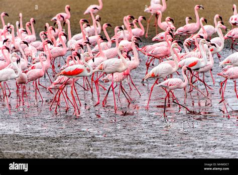 Flock Of Pink Flamingos Stock Photo Alamy