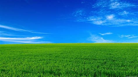 Green Grass Under Blue Sky Hd Nature Wallpapers Hd
